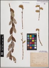 Foto von Salix cinerea L. x Salix purpurea L.